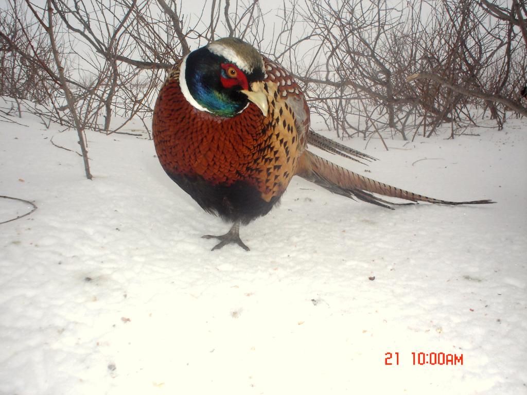 PheasantsE8002-21-1029.jpg