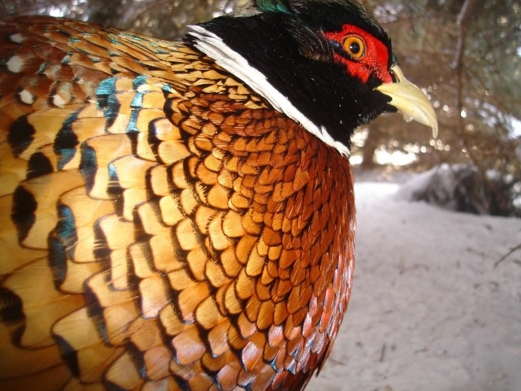 PheasantsW02-25-1040.jpg