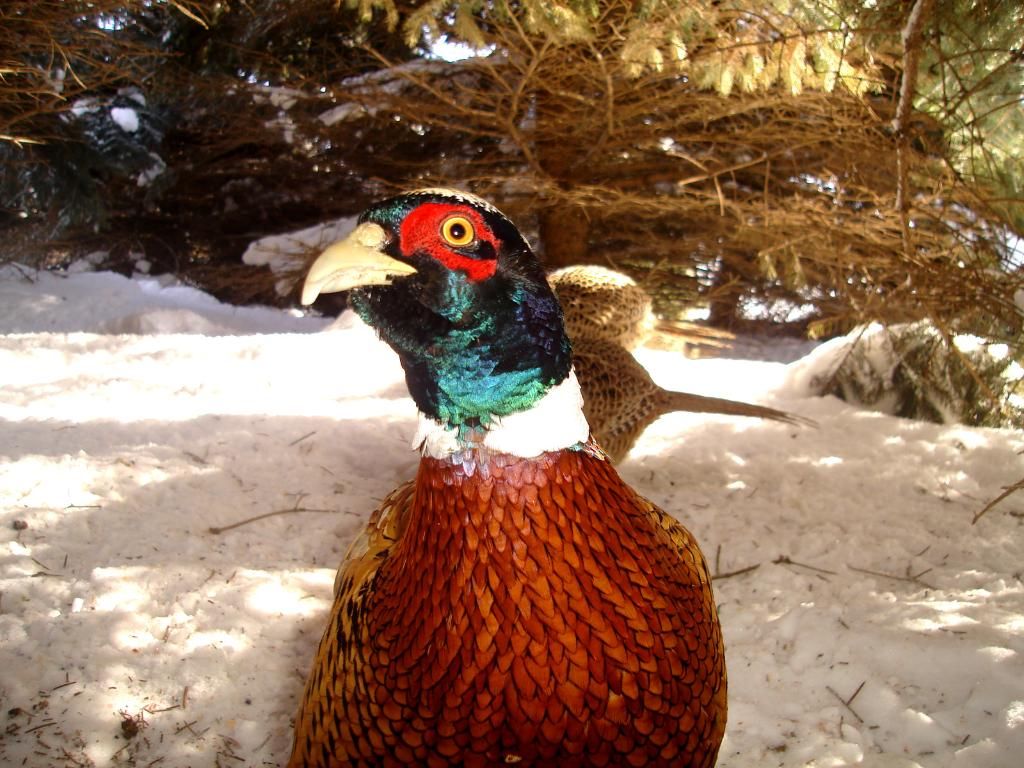 PheasantsW02-25-1041.jpg