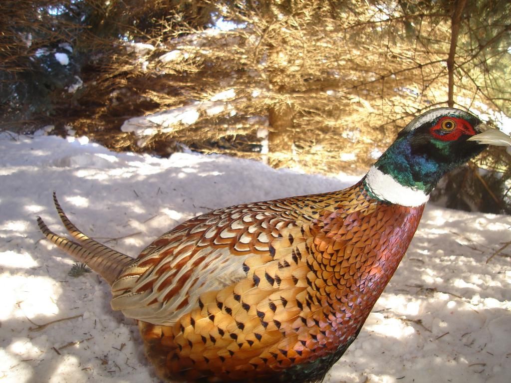 PheasantsW02-25-1047.jpg