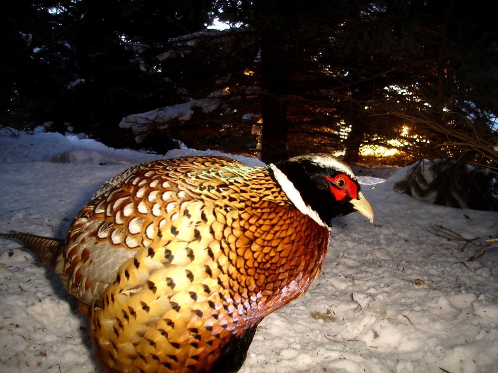 PheasantsW02-25-1059.jpg