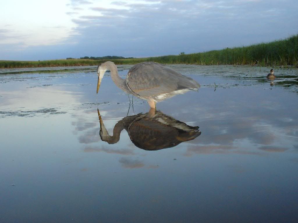 StuartssloughEast07-13-09128.jpg