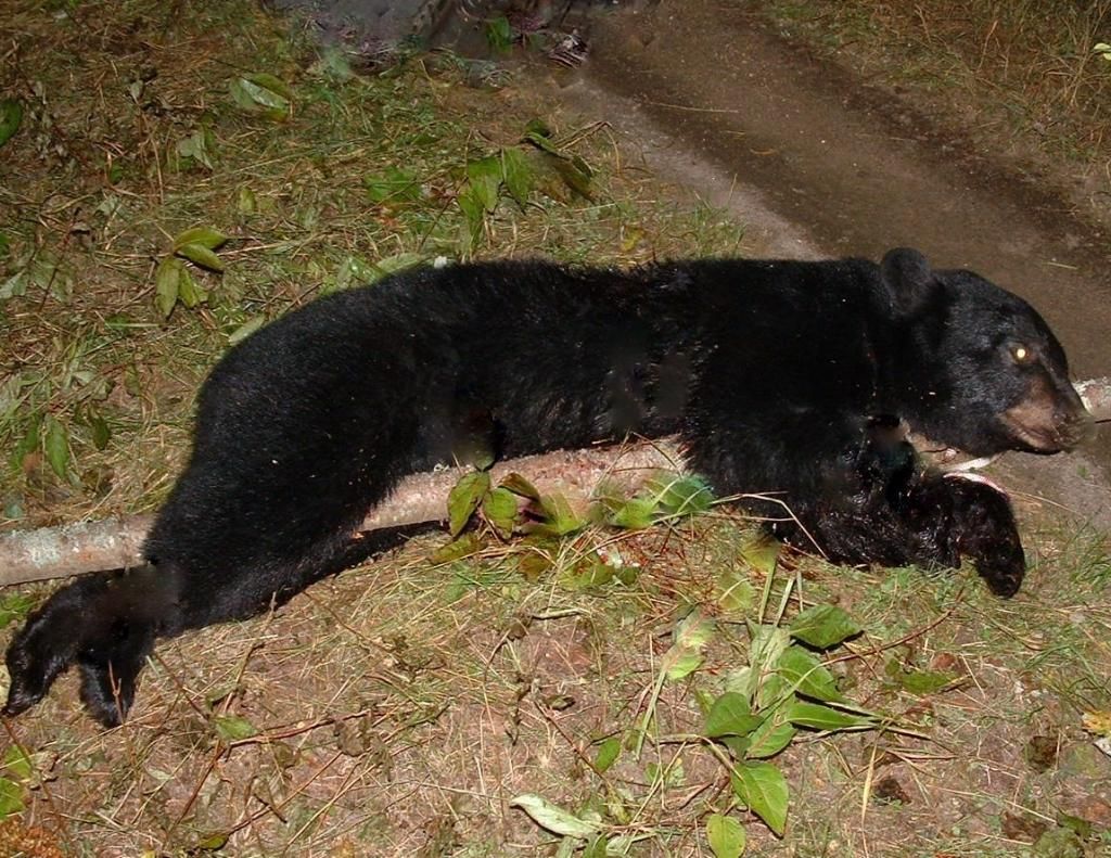 bearhuntpics0915.jpg