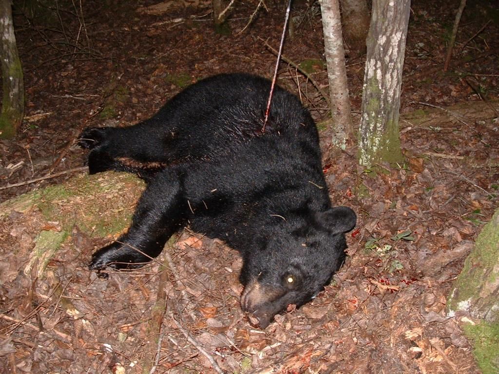 bearhuntpics095.jpg