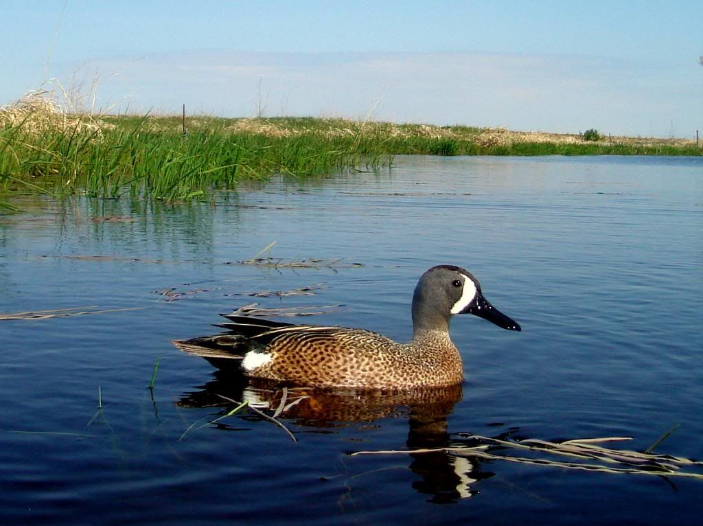 Ryanpond05-16-094.jpg