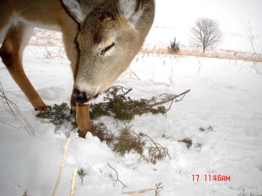 Andys01-23-2011127.jpg