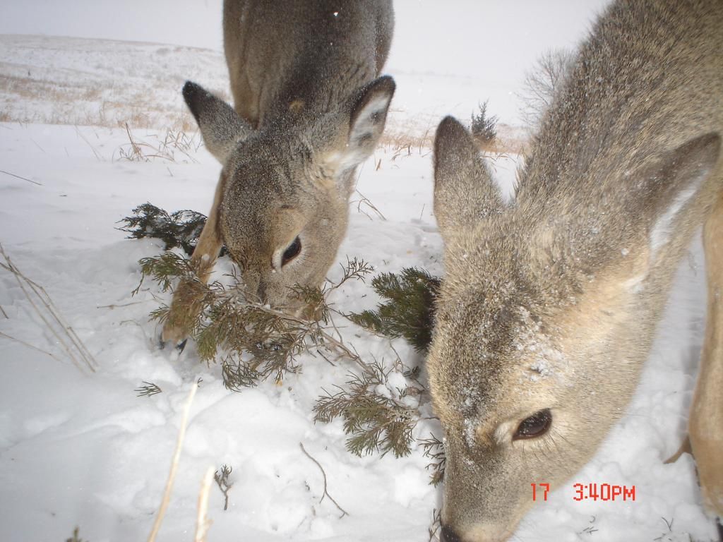 Andys01-23-2011135.jpg