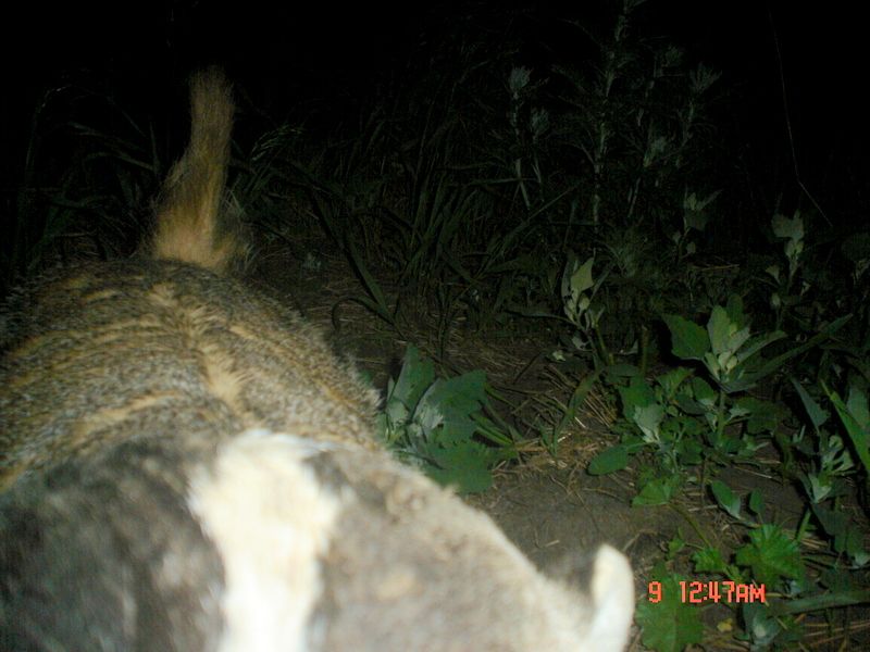 Badger06-10-20111.jpg