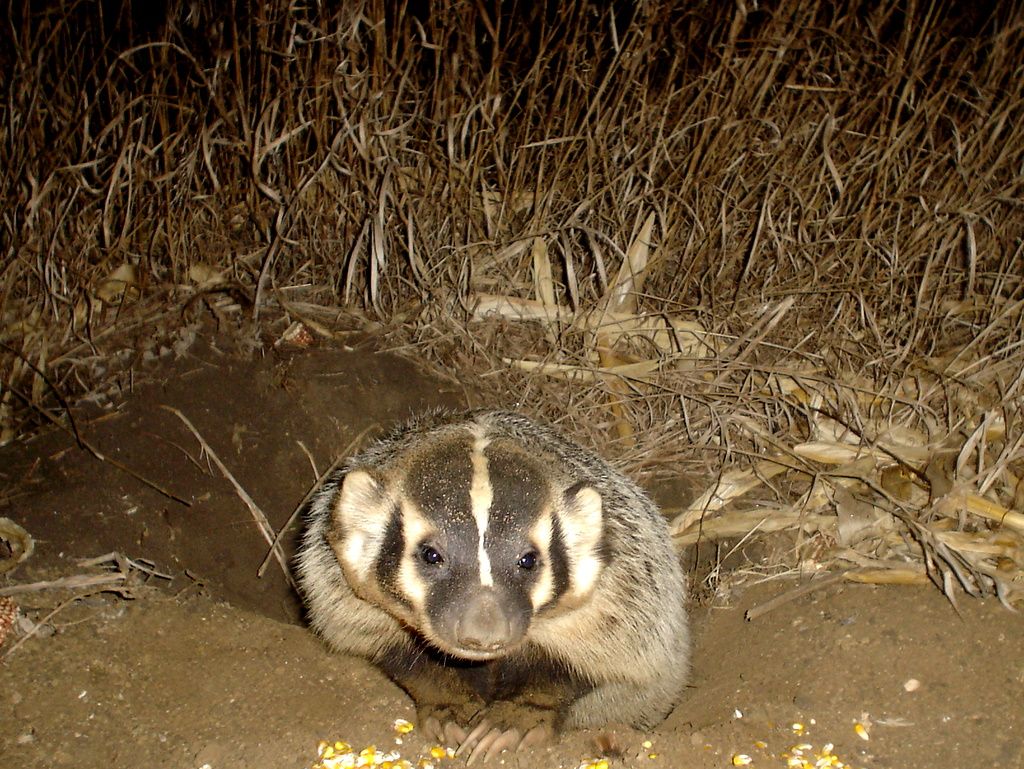 Badger12-26-201134.jpg