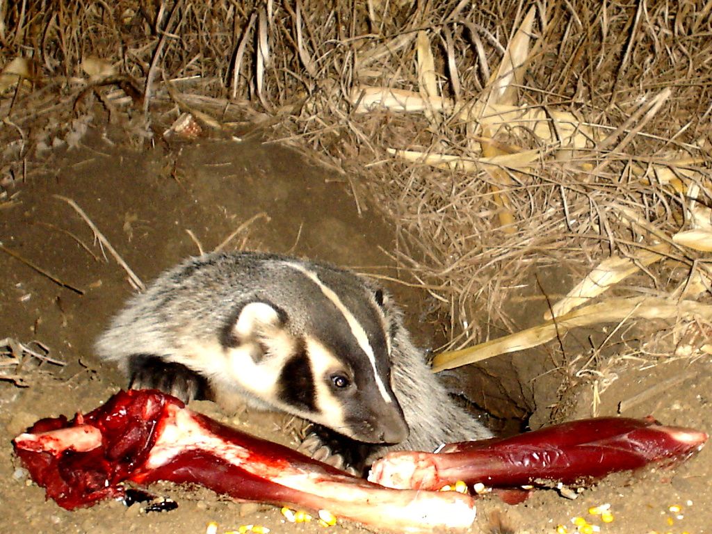 Badger12-26-20117.jpg