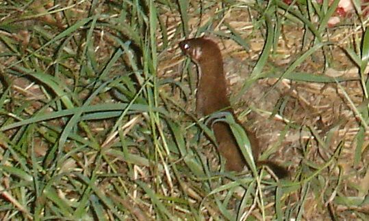 Dewitts09-16-20112.jpg