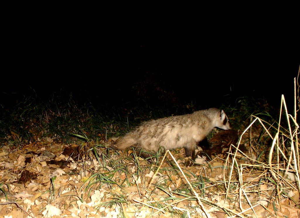 Dewittsbearbones10-13-201111.jpg