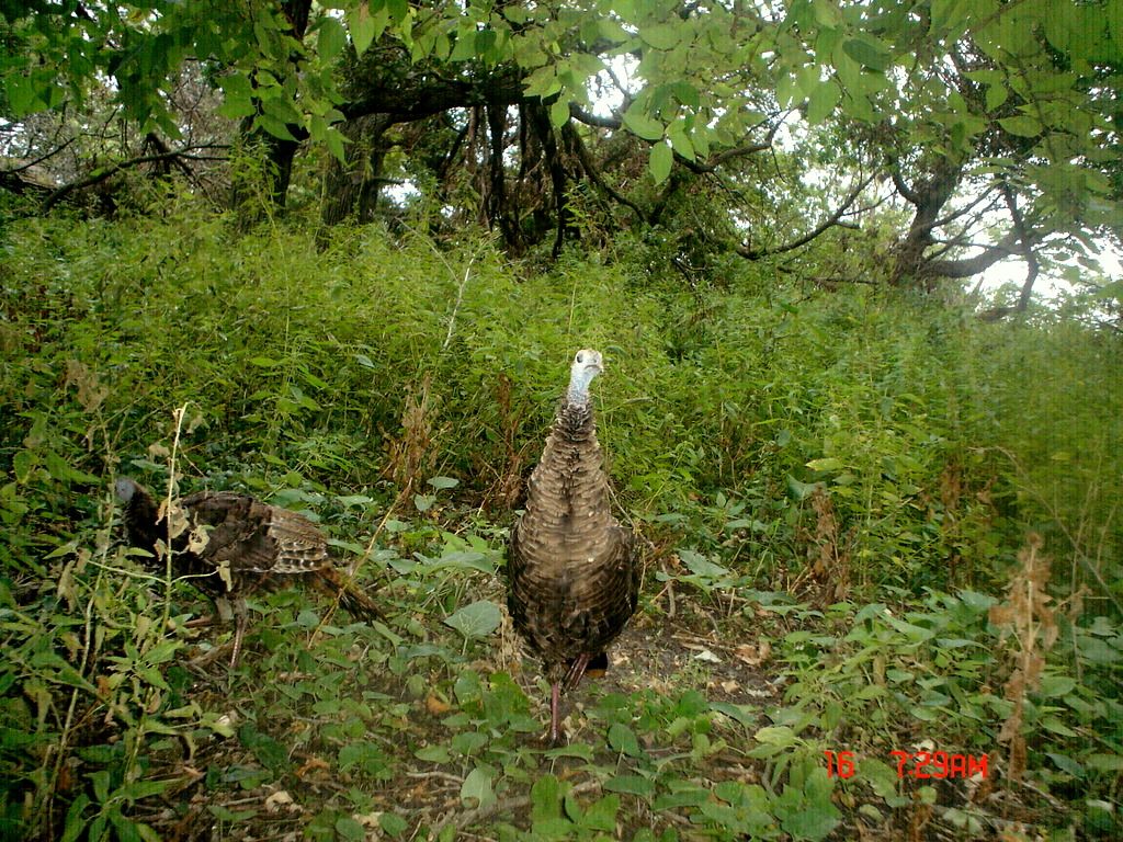 Dewittsscrapetree09-16-201125-1.jpg
