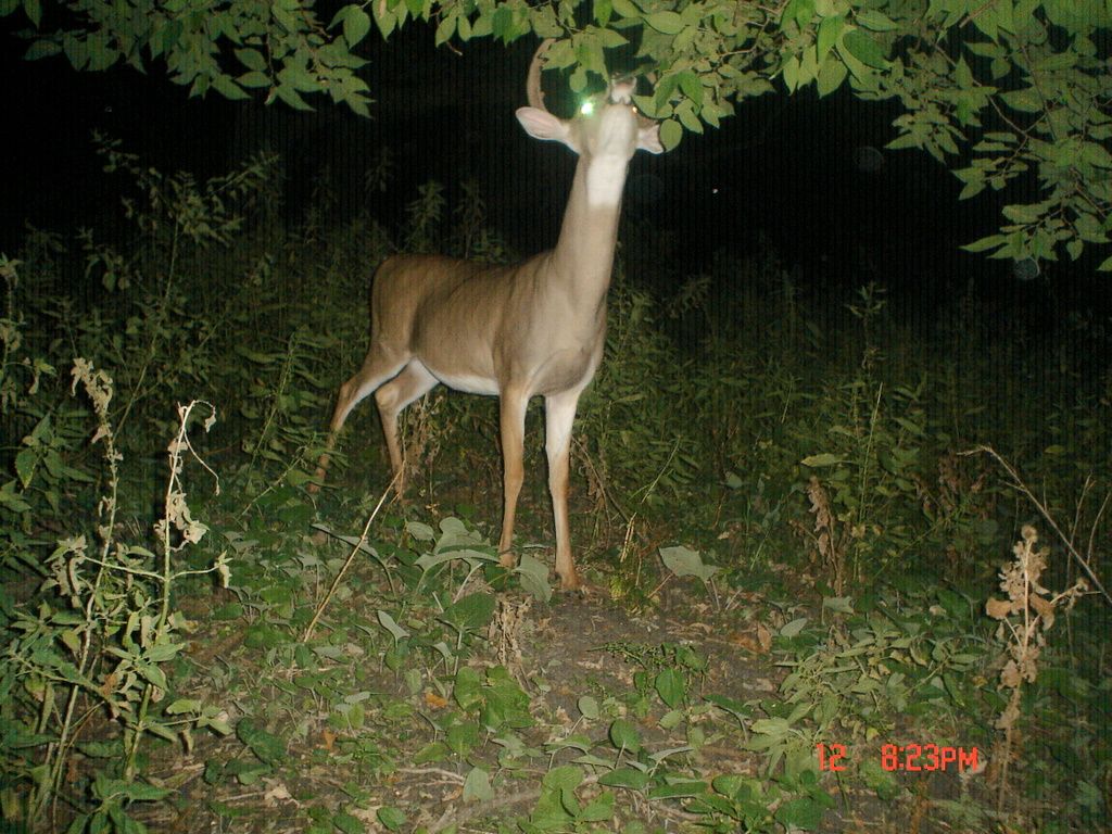 Dewittsscrapetree09-16-20115.jpg