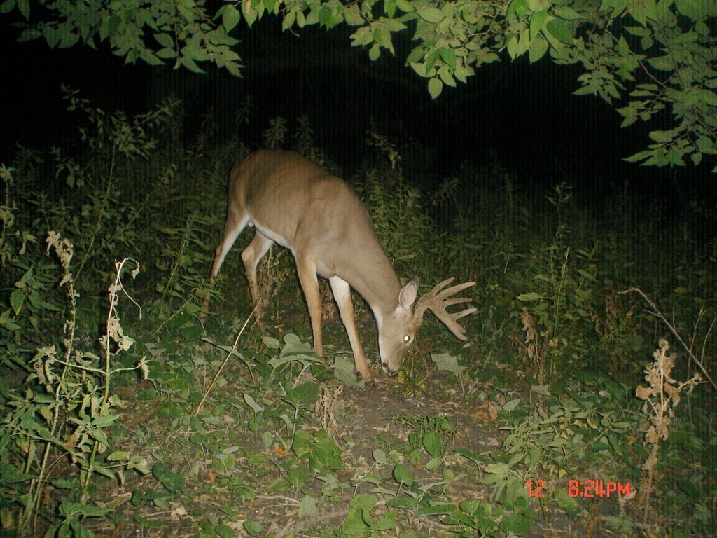 Dewittsscrapetree09-16-20116.jpg