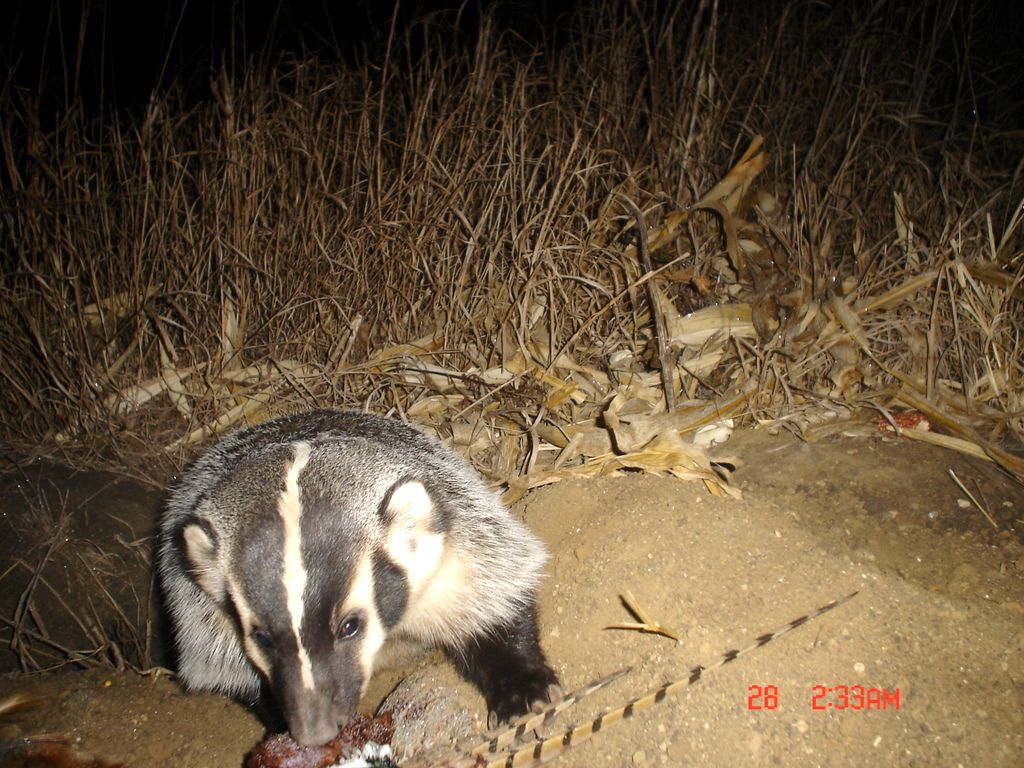 Drammenbadger12-03-201112.jpg
