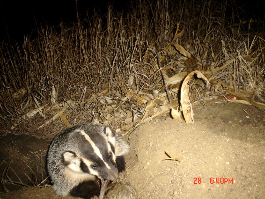 Drammenbadger12-03-201113.jpg