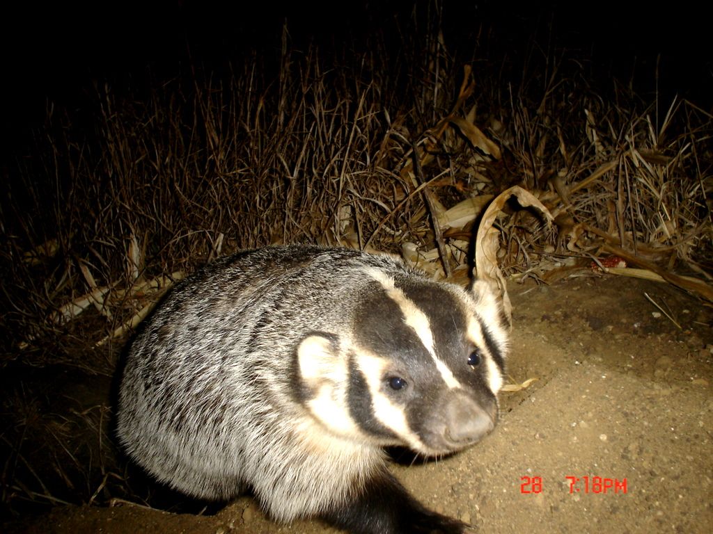 Drammenbadger12-03-201117.jpg