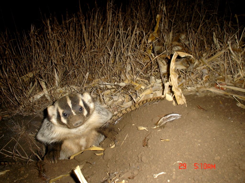 Drammenbadger12-03-201121.jpg