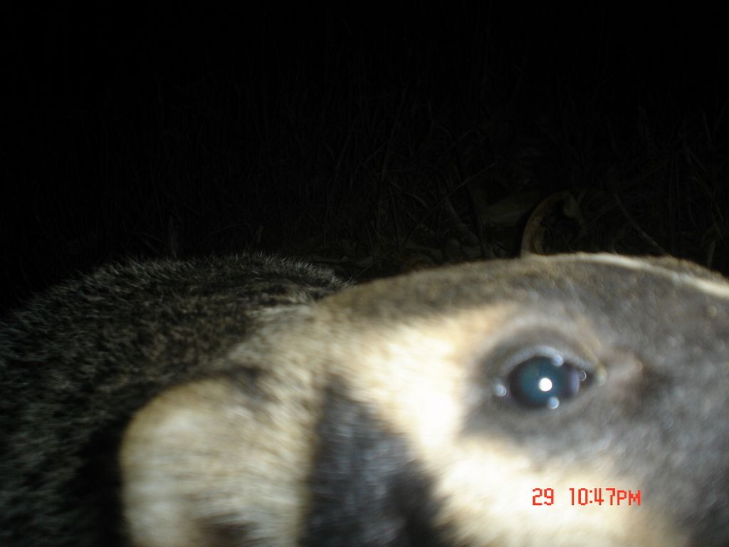 Drammenbadger12-03-201130.jpg