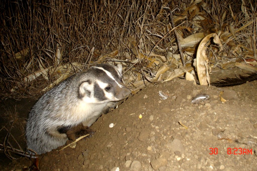 Drammenbadger12-03-201131.jpg