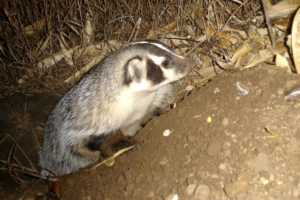 Drammenbadger12-03-201132.jpg