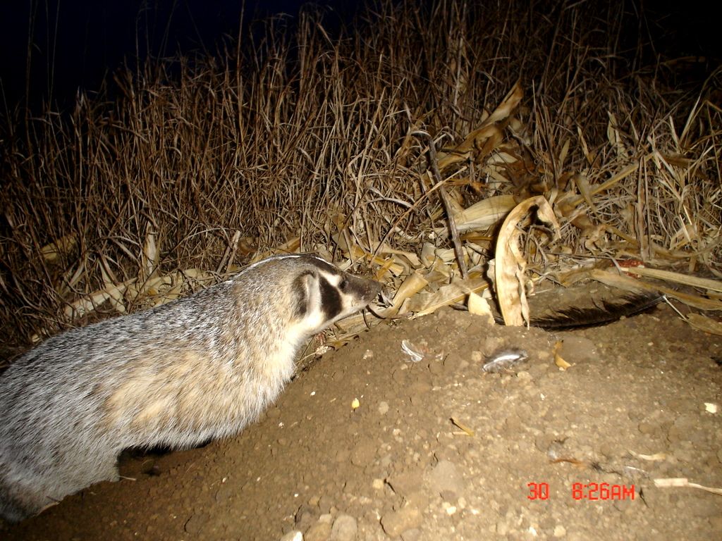 Drammenbadger12-03-201134.jpg