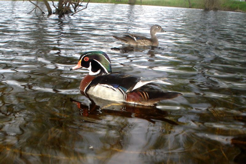 E80P4105-28-201161.jpg