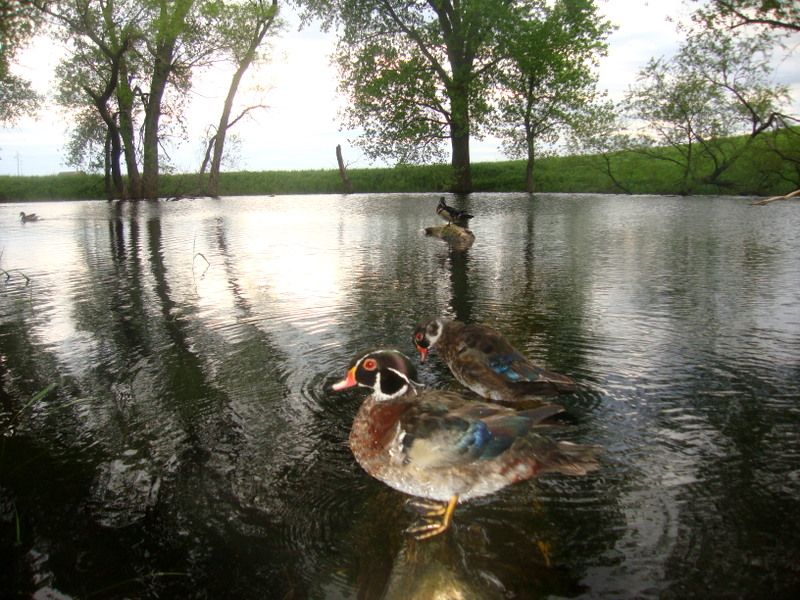 E80W23006-04-2011108.jpg