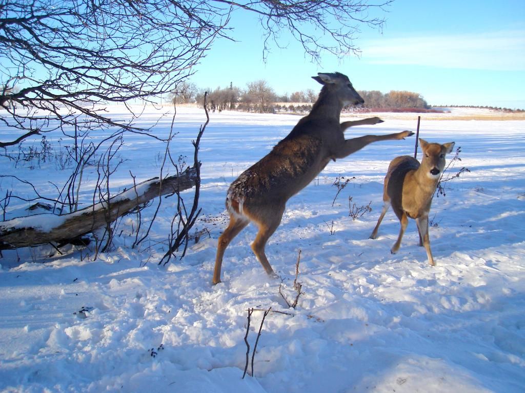 FolkertsN01-06-201123.jpg