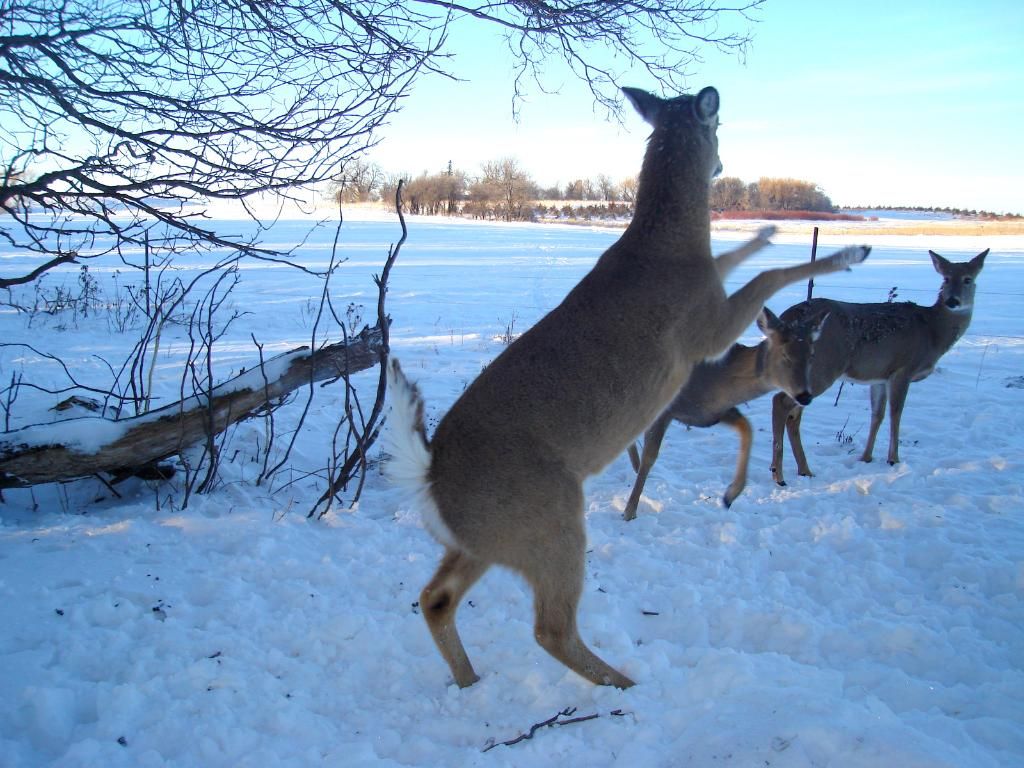 FolkertsN01-06-201177.jpg