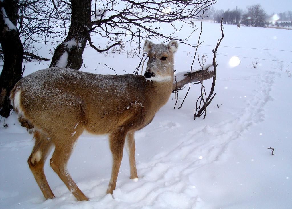 FolkertsN01-15-201138.jpg