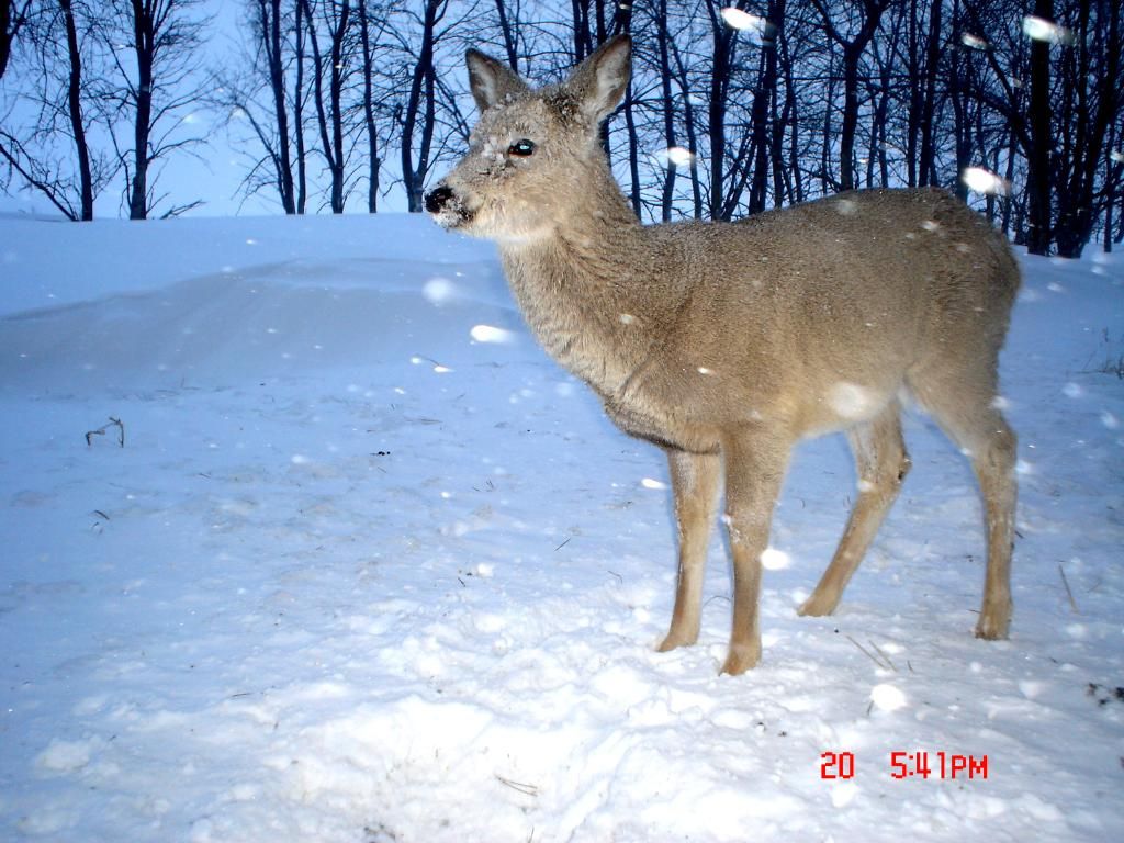 Howards02-26-201134.jpg