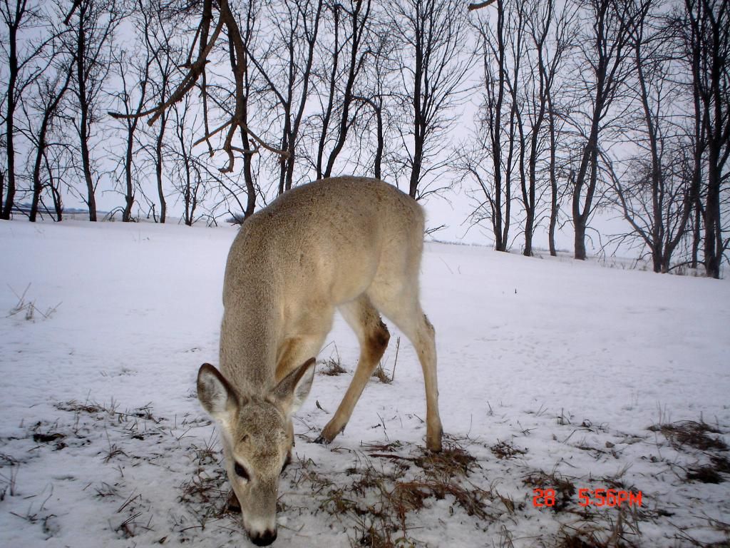HowardsS04-02-201121.jpg