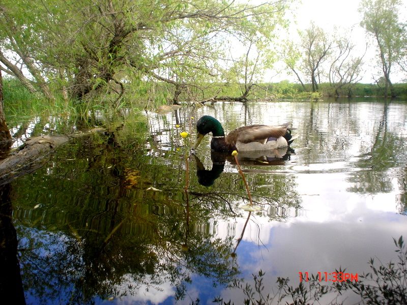 Howardsoldpond06-16-20114.jpg