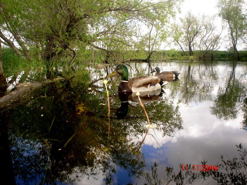 Howardsoldpond06-16-20115.jpg