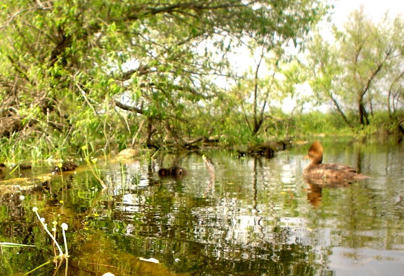 Howardspond06-25-20112.jpg