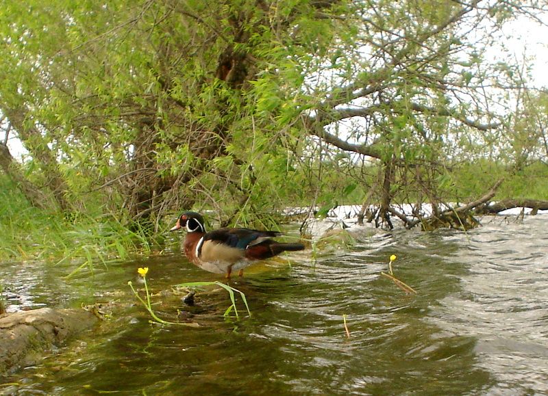 Howardspond06-25-20117.jpg