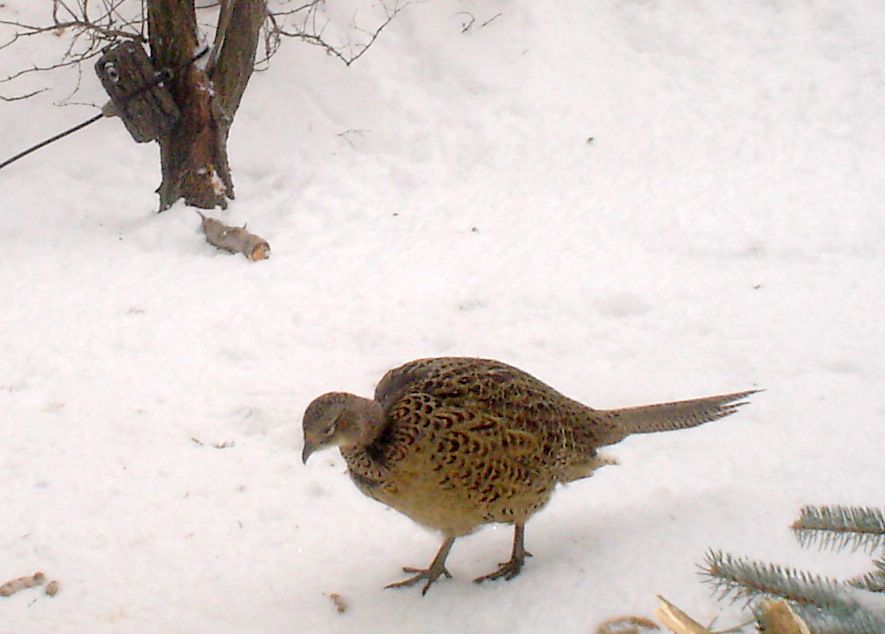 Johnsons02-11-201152.jpg