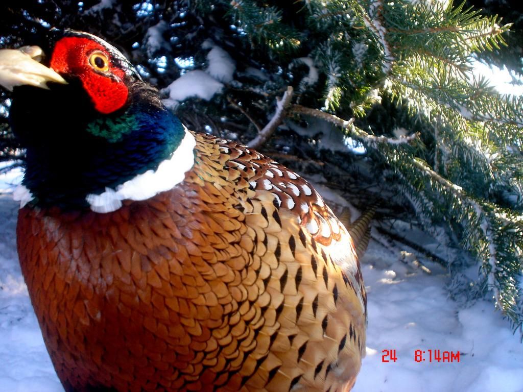 Johnsons202-28-201111.jpg