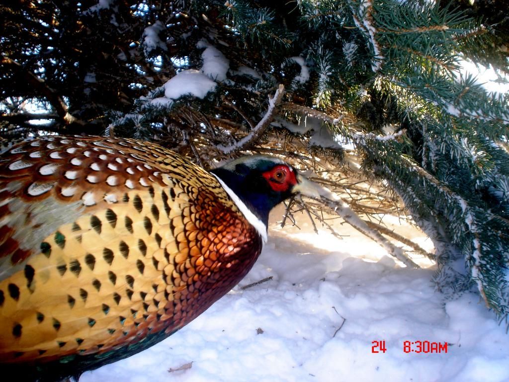 Johnsons202-28-201118.jpg
