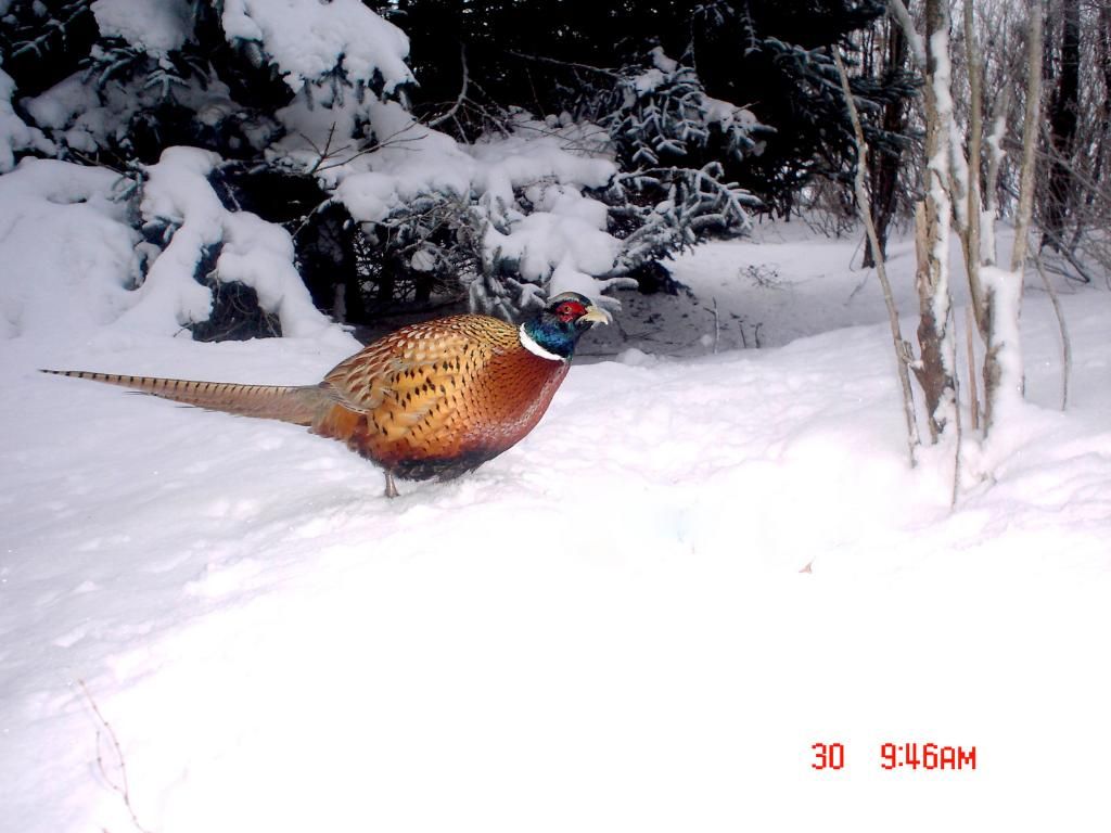 JohnsonsN02-02-201111.jpg