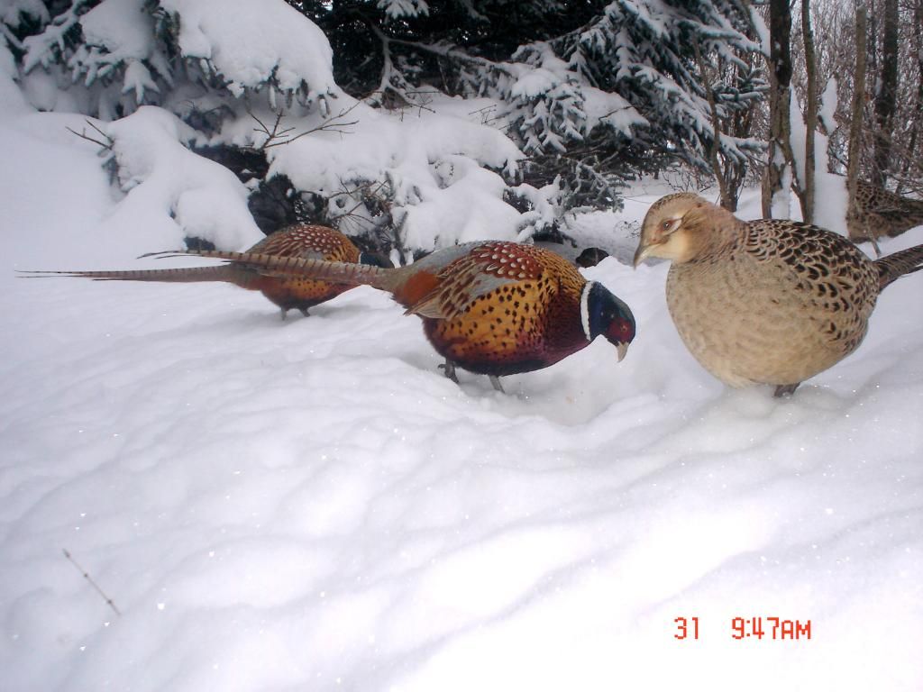 JohnsonsN02-02-2011118.jpg