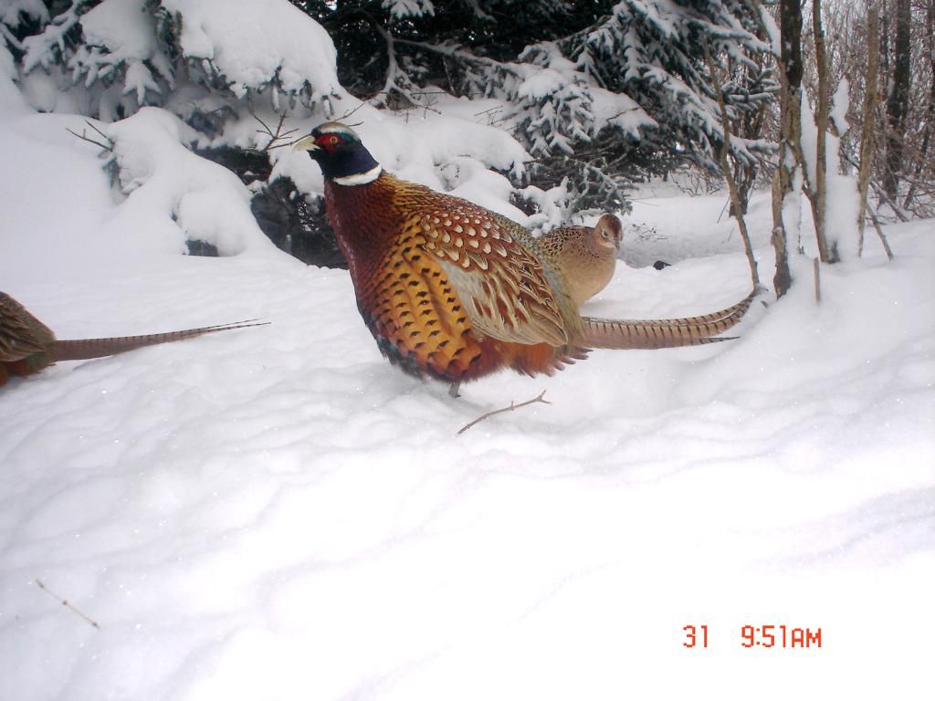 JohnsonsN02-02-2011140.jpg