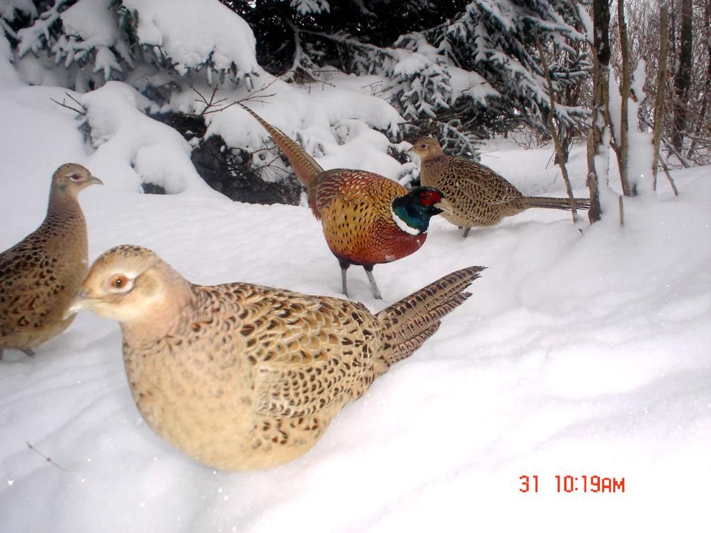 JohnsonsN02-02-2011191.jpg
