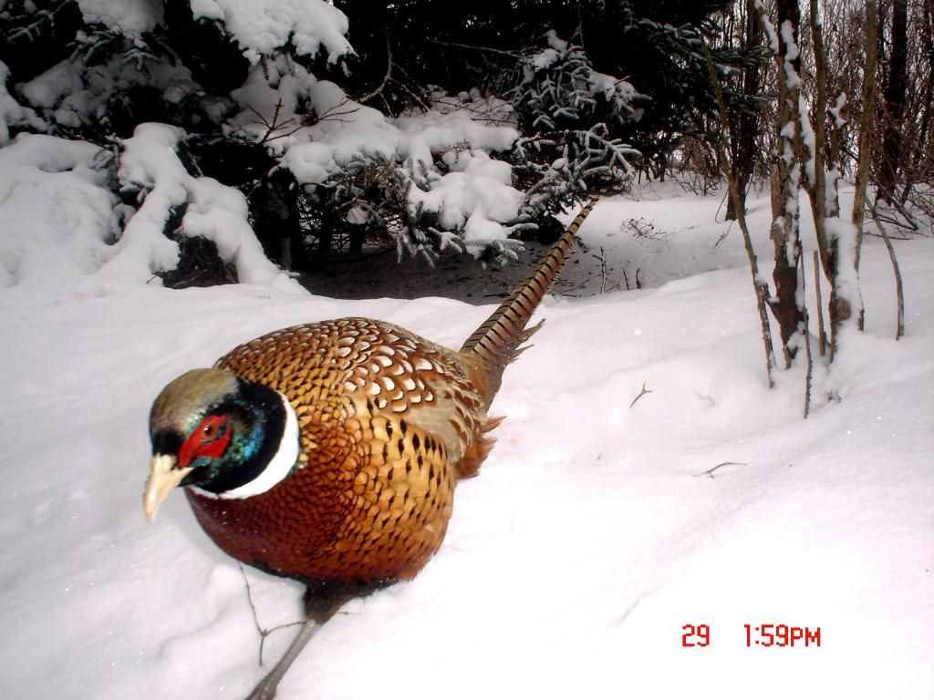 JohnsonsN02-02-20112.jpg