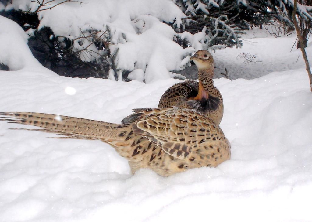 JohnsonsN02-02-2011204.jpg