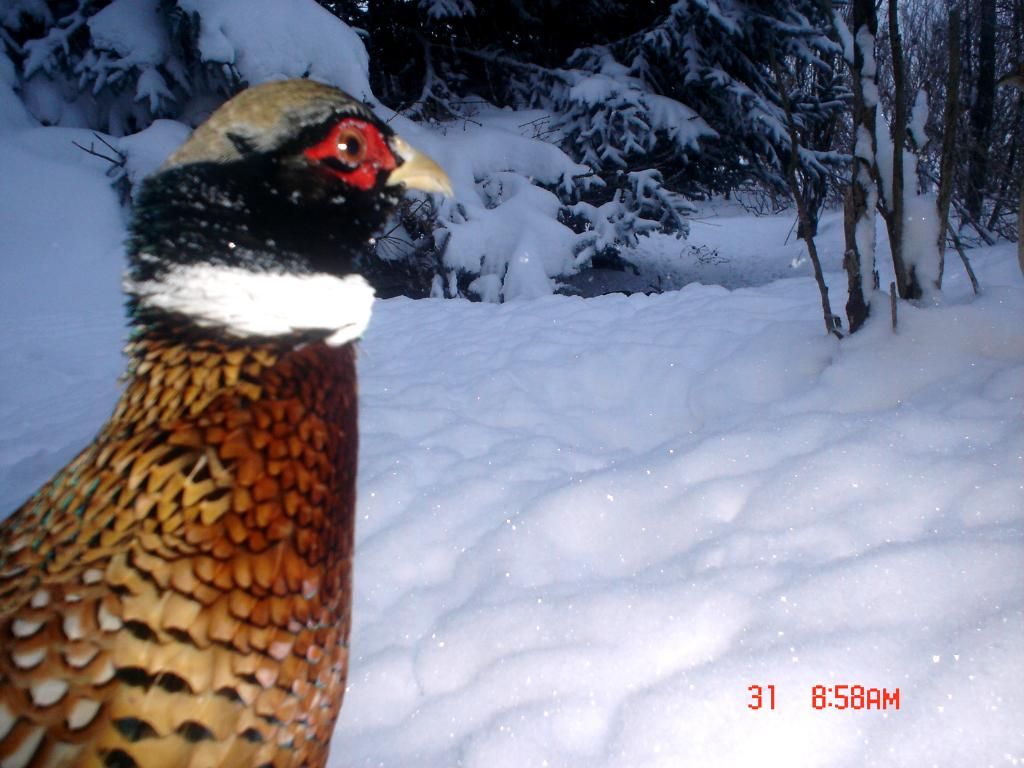 JohnsonsN02-02-201159.jpg