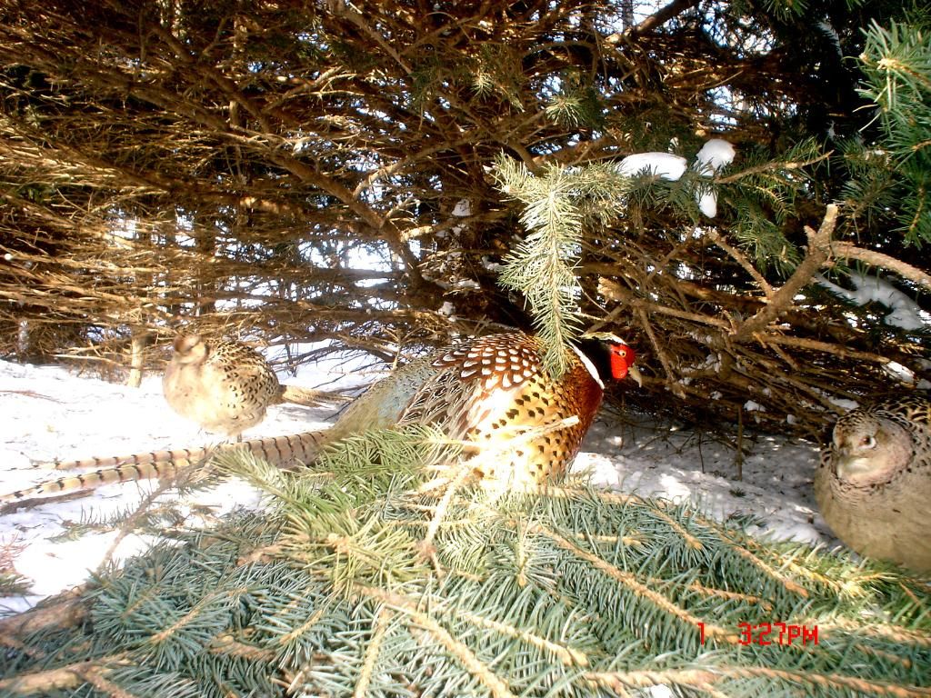 JohnsonsP4103-08-201112.jpg