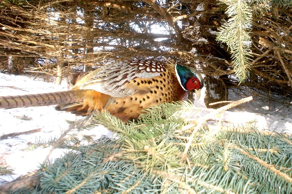 JohnsonsP4103-08-20119.jpg